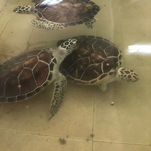 Meet your Posher, Julia